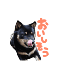 とうか＆れん＆あずき（個別スタンプ：13）