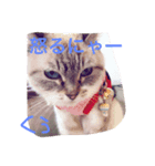 くぅたんの日常（個別スタンプ：6）