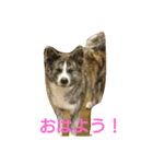 秋田犬 小雪さん2（個別スタンプ：1）