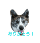 秋田犬 小雪さん2（個別スタンプ：2）