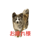 秋田犬 小雪さん2（個別スタンプ：3）