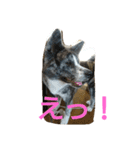 秋田犬 小雪さん2（個別スタンプ：4）