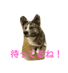 秋田犬 小雪さん2（個別スタンプ：5）