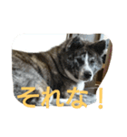 秋田犬 小雪さん2（個別スタンプ：7）