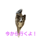 秋田犬 小雪さん2（個別スタンプ：8）