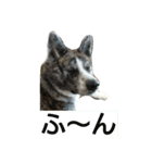 秋田犬 小雪さん2（個別スタンプ：10）