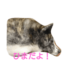 秋田犬 小雪さん2（個別スタンプ：11）