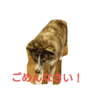 秋田犬 小雪さん2（個別スタンプ：12）