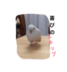 いんこのきもち   その3（個別スタンプ：3）