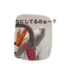 いんこのきもち   その3（個別スタンプ：4）