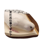 いんこのきもち   その3（個別スタンプ：6）