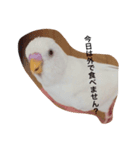 いんこのきもち   その3（個別スタンプ：8）