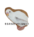 いんこのきもち   その3（個別スタンプ：10）