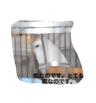 いんこのきもち   その3（個別スタンプ：12）