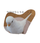 いんこのきもち   その3（個別スタンプ：15）