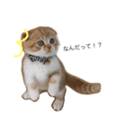 とらおとくろお（個別スタンプ：3）