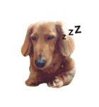PET DOG  chiroru（個別スタンプ：1）