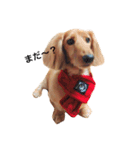 PET DOG  chiroru（個別スタンプ：2）