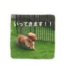 PET DOG  chiroru（個別スタンプ：3）