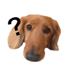 PET DOG  chiroru（個別スタンプ：4）