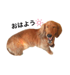 PET DOG  chiroru（個別スタンプ：5）