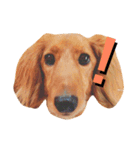 PET DOG  chiroru（個別スタンプ：6）