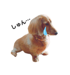 PET DOG  chiroru（個別スタンプ：7）
