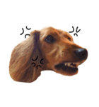 PET DOG  chiroru（個別スタンプ：8）