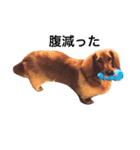 PET DOG  chiroru（個別スタンプ：9）