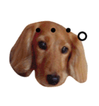 PET DOG  chiroru（個別スタンプ：10）