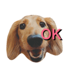 PET DOG  chiroru（個別スタンプ：11）