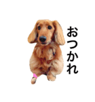 PET DOG  chiroru（個別スタンプ：12）