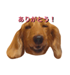 PET DOG  chiroru（個別スタンプ：13）