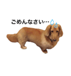 PET DOG  chiroru（個別スタンプ：15）