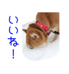 柴犬はな パート2（個別スタンプ：11）