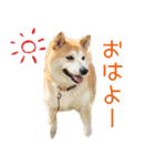 柴犬はな パート2（個別スタンプ：16）