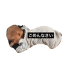 りゅうちゃんdeポン（個別スタンプ：6）