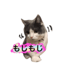 ハチワレのこた③（個別スタンプ：1）