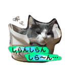 ハチワレのこた③（個別スタンプ：3）