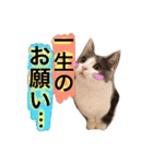 ハチワレのこた③（個別スタンプ：4）