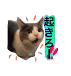 ハチワレのこた③（個別スタンプ：6）