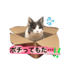 ハチワレのこた③（個別スタンプ：7）
