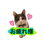 ハチワレのこた③（個別スタンプ：8）