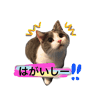 ハチワレのこた③（個別スタンプ：9）