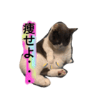 ハチワレのこた③（個別スタンプ：10）