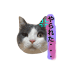 ハチワレのこた③（個別スタンプ：11）