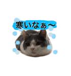 ハチワレのこた③（個別スタンプ：12）