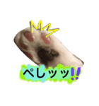 ハチワレのこた③（個別スタンプ：13）