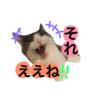 ハチワレのこた③（個別スタンプ：14）