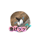 ハチワレのこた③（個別スタンプ：16）